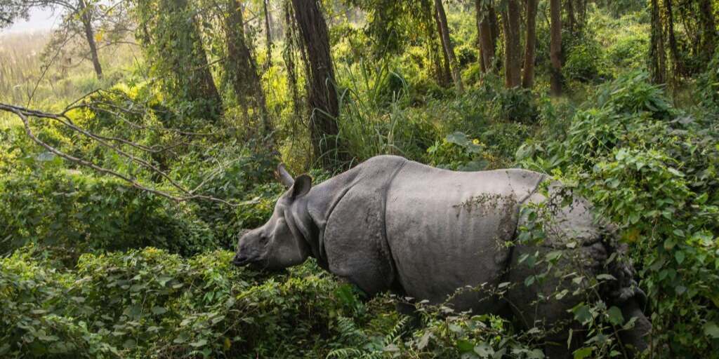 Things to do in Chitwan National Park